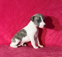 processed/cfeee22f-c44c-4d3d-aa9b-4e9048ffdb42/listing/57a3b7c4-a2e3-46f2-bc1b-155fed5dda7e/4a595a86-2497-4db5-8136-1c28e15f7252