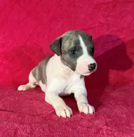 processed/cfeee22f-c44c-4d3d-aa9b-4e9048ffdb42/listing/57a3b7c4-a2e3-46f2-bc1b-155fed5dda7e/93386cd8-f0da-4f24-8dcb-8f82baae64d4