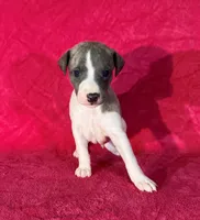 processed/cfeee22f-c44c-4d3d-aa9b-4e9048ffdb42/listing/57a3b7c4-a2e3-46f2-bc1b-155fed5dda7e/bc78dd27-197f-47bf-8c41-68ba83133b27