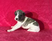 processed/cfeee22f-c44c-4d3d-aa9b-4e9048ffdb42/listing/57a3b7c4-a2e3-46f2-bc1b-155fed5dda7e/e7d7dd26-f8e8-45c8-8e9e-f75f2d1ea2af