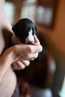 Panda, a male Whippet for sale in Gentry, AR – Photo 2 of 9