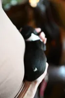 Panda, a male Whippet for sale in Gentry, AR – Photo 6 of 9