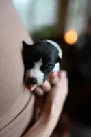 Panda, a male Whippet for sale in Gentry, AR – Photo 7 of 9