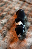 Panda, a male Whippet for sale in Gentry, AR – Photo 9 of 9