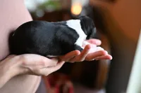 Panda, a male Whippet for sale in Gentry, AR – Photo 4 of 9
