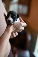 Panda, a male Whippet for sale in Gentry, AR – Photo 1 of 9