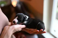 Panda, a male Whippet for sale in Gentry, AR – Photo 3 of 9