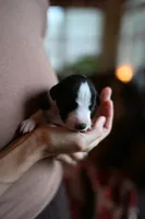 Domino, a male Whippet for sale in Gentry, AR – Photo 6 of 10