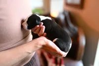 Domino, a male Whippet for sale in Gentry, AR – Photo 8 of 10