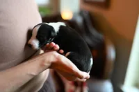 Domino, a male Whippet for sale in Gentry, AR – Photo 7 of 10