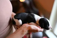 Domino, a male Whippet for sale in Gentry, AR – Photo 2 of 10