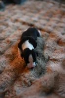 Domino, a male Whippet for sale in Gentry, AR – Photo 9 of 10