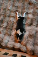 Domino, a male Whippet for sale in Gentry, AR – Photo 10 of 10