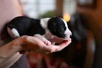 Domino, a male Whippet for sale in Gentry, AR – Photo 3 of 10