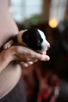 Domino, a male Whippet for sale in Gentry, AR – Photo 1 of 10