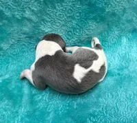 Cotton, a male Whippet for sale in Gentry, AR – Photo 2 of 6