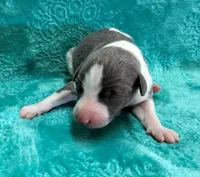 Cotton, a male Whippet for sale in Gentry, AR – Photo 3 of 6