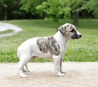 Reno, a male Whippet for sale in Gentry, AR – 3 of 6