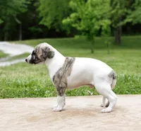 Reno, a male Whippet for sale in Gentry, AR – 5 of 6
