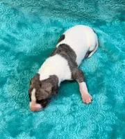 Reno, a male Whippet for sale in Gentry, AR – Photo 3 of 6