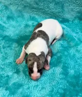 Reno, a male Whippet for sale in Gentry, AR – Photo 2 of 6