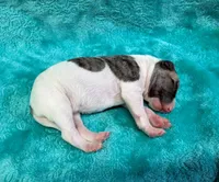 Reno, a male Whippet for sale in Gentry, AR – Photo 6 of 6