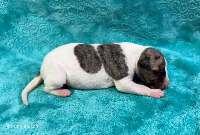 Reno – Whippet puppy for sale in Gentry, AR