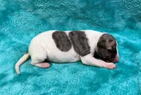 Reno, a male Whippet for sale in Gentry, AR – Photo 1 of 6