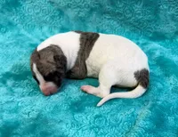 Reno, a male Whippet for sale in Gentry, AR – Photo 4 of 6