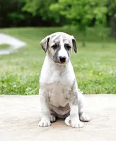 Reno, a male Whippet for sale in Gentry, AR – 2 of 6