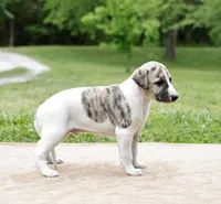 Reno, a male Whippet for sale in Gentry, AR – 4 of 6