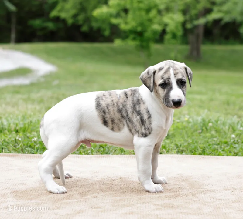 Reno – Whippet puppy for sale in Gentry, AR