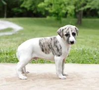 Reno, a male Whippet for sale in Gentry, AR – 1 of 6