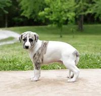 Reno, a male Whippet for sale in Gentry, AR – 6 of 6