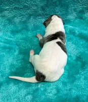 Reno, a male Whippet for sale in Gentry, AR – Photo 5 of 6