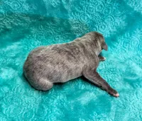 Cashmere, a female Whippet for sale in Gentry, AR – Photo 6 of 7