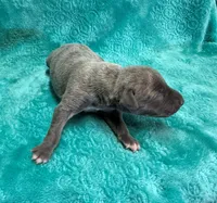 Cashmere, a female Whippet for sale in Gentry, AR – Photo 7 of 7