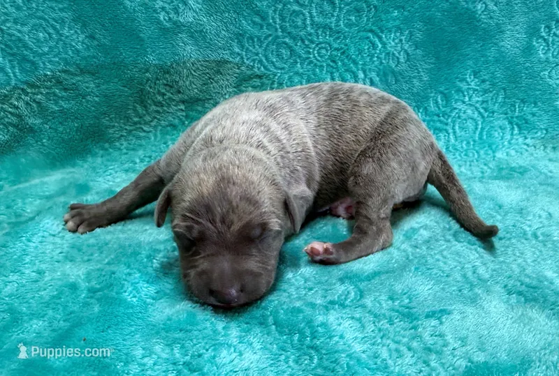 Cashmere – Whippet puppy for sale in Gentry, AR