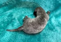 Cashmere, a female Whippet for sale in Gentry, AR – Photo 2 of 7