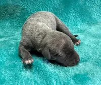 Cashmere, a female Whippet for sale in Gentry, AR – Photo 3 of 7