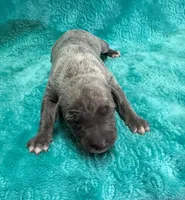 Cashmere, a female Whippet for sale in Gentry, AR – Photo 5 of 7