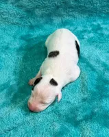 Tempe, a female Whippet for sale in Gentry, AR – Photo 2 of 6