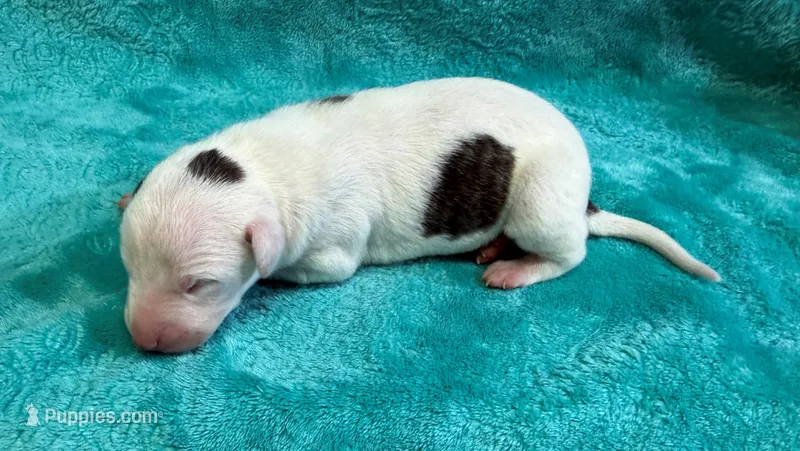 Tempe – Whippet puppy for sale in Gentry, AR