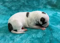 Tempe, a female Whippet for sale in Gentry, AR – Photo 5 of 6