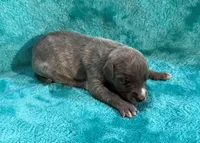 Wrangler, a male Whippet for sale in Gentry, AR – Photo 1 of 7