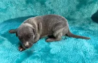 Wrangler, a male Whippet for sale in Gentry, AR – Photo 2 of 7