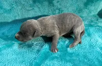 Wrangler, a male Whippet for sale in Gentry, AR – Photo 7 of 7