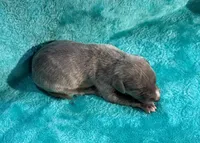 Wrangler, a male Whippet for sale in Gentry, AR – Photo 6 of 7