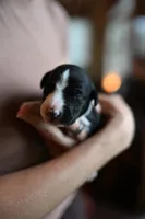 Orca, a male Whippet for sale in Gentry, AR – Photo 2 of 10