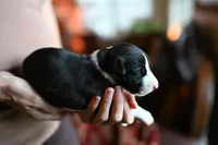 Orca, a male Whippet for sale in Gentry, AR – Photo 6 of 10